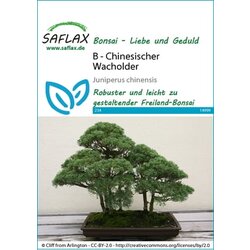 Saflax Bonsai - kitajski brin Cene