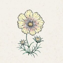 COSMOS bipinnatus "Xanthos" (Kozmeja) - 1 pkt. Cene