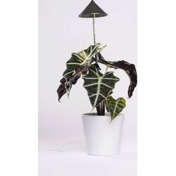 Venso Svetilka SUNLiTE 7W - Siva Cene