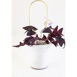 Botanopia Pomoč za plezalke "Mini Plant Stake" - Gold - Hoop Cene