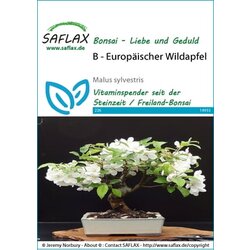 Saflax Bonsai - evropska divja jablana Cene