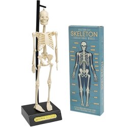 REX International skelet Cene