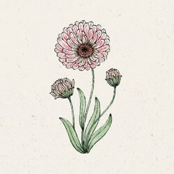 Jora Dahl Ognjič "Pink Surprise" Cene