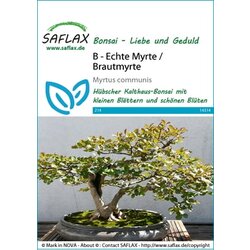 Saflax Bonsai - prava mirta Cene