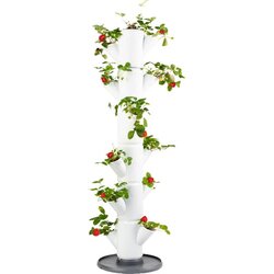 Gusta Garden jagoda - Sissi Strawberry Classic - Bela Cene
