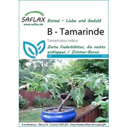 Saflax Bonsai - Tamarinda Cene