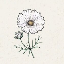 COSMOS bipinnatus "Cosmix White" (Kozmeja) - 1 pkt. Cene