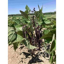 ReinSaat Fižola "Purple Queen" Cene