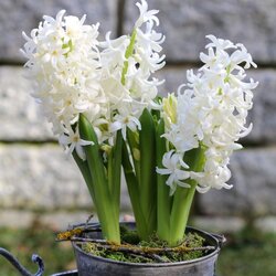 Royal De Ree hyacinthus carnegie 3/1 Cene