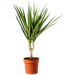 Rasadnik Topalović dracaena Marginata Mix 11/45 Cene