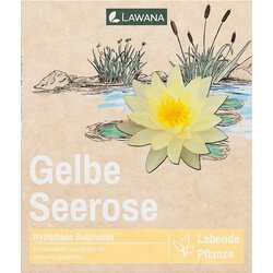 LAWANA Nymphaea Natura Coco "Sulphurea" - 1 k. Cene