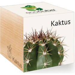 Feel Green ecocube "Exotics" - kaktus Cene
