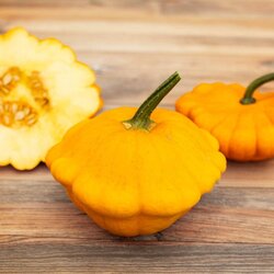 Kokopelli Bio vrtna buča "Patisson Orange" - 12 zrn. Cene
