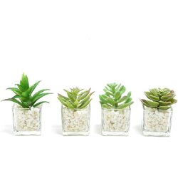 Mercury Home biljka u staklenoj saksiji 11286, 9x6x6 cm - sorto Cene