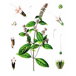 Rinfuz Nana (Mentha piperita), 100g Cene