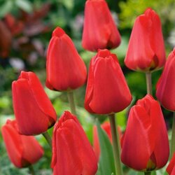 Royal De Ree tulipa apeldoorn 5/1 Cene