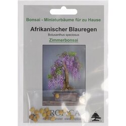 TROPICA Afriška glicinija Cene