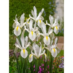 Royal De Ree Iris White Excelsior 25/1 Cene