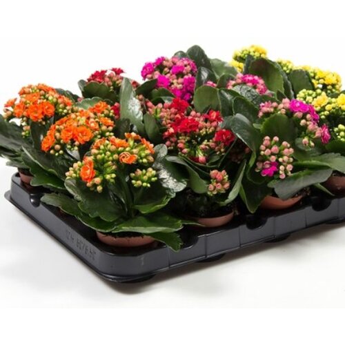Rasadnik Topalović kalanchoe mix Cene