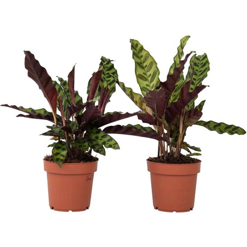 Plant in a Box kalateja - 2 kos - goeppertia insignis - višina 30-40cm - ⌀12cm, (21758142) Cene