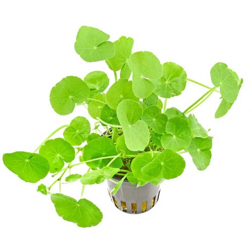 Rainforest hydrocotyle leucocephalla Slike