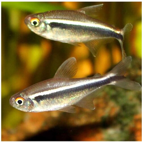 Akvarijum Centar crna neonka Cene