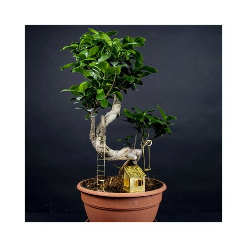Botanopia Mini hi&amp;scaron;ica na drevesu za rastline Slike