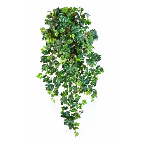 Floraworld Ve&scaron;tački viseći žbun Grape Ivy Cene