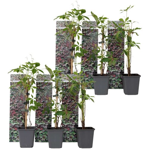 Plant in a Box navadna divja trta - 6 kos - parthenocissus quinquefolia - višina 25-40cm - ⌀9cm, (21757426) Cene
