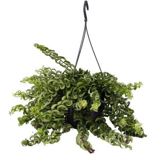Plant in a Box Rastlina šminke - Aeschynanthus pulcher - Višina 20-30cm - ⌀15cm, (21758048) Cene