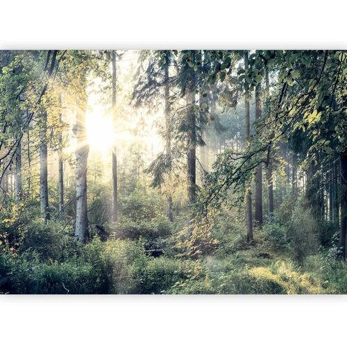  Foto tapeta - Tales of a Forest 200x140 Premium Slike