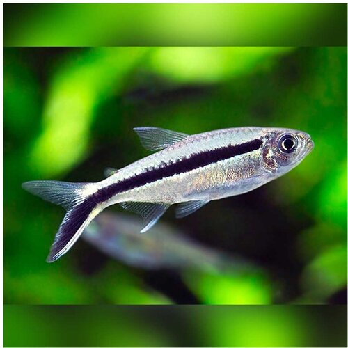 Akvarijum Centar Thayeria boehlkei - Hockey tetra (pingvin tetra) Cene