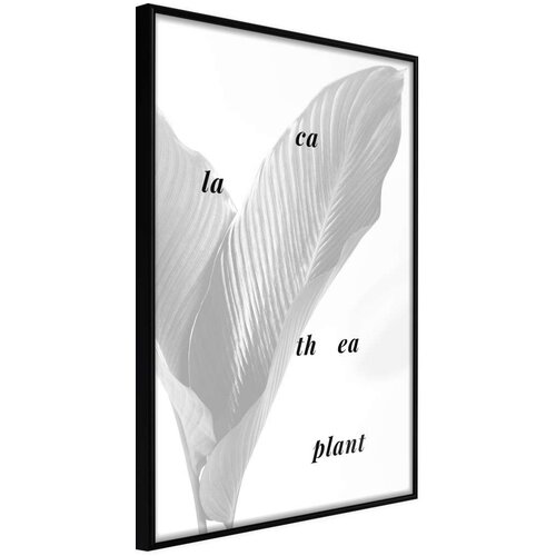  Poster - Calathea Leaves 40x60 Slike