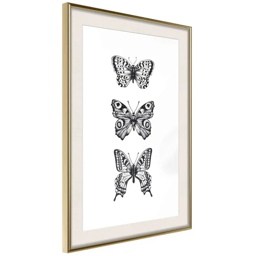  Poster - Butterfly Collection III 20x30