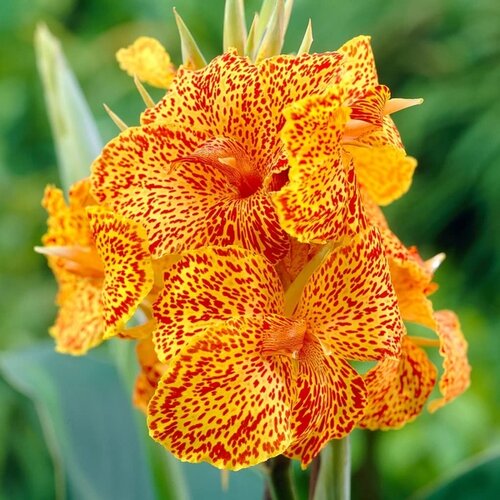 Royal De Ree Lukovica Kana - Canna Picasso 2/1 Cene