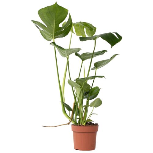 Plant in a Box Navadna monstera - Monstera deliciosa - Višina 50-60cm - ⌀17cm, (21758187) Cene