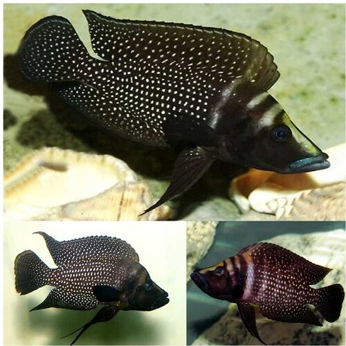 Akvarijum Centar lamprologus calvus Cene