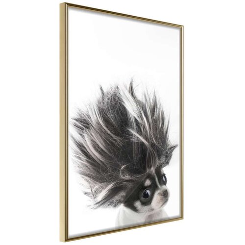 Poster - Funny Chihuahua 40x60 Slike