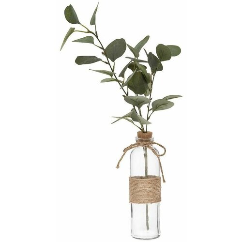 Atmosphera dekorativna biljka eucalyptus sa vazom Slike