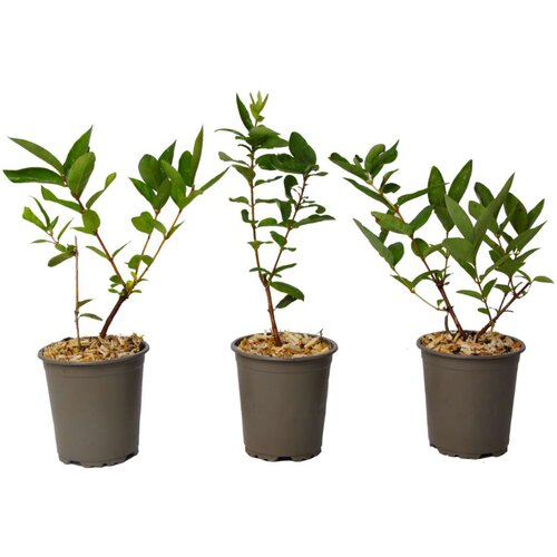 Plant in a Box sibirska borovnica - 3 kos - lonicera kamtchatica - višina 25-40cm - ⌀9cm, (21757823) Cene