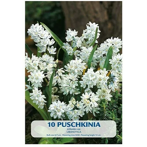  Cvjetne lukovice Puschkinia scilloides (Bijela, Botanički opis: Puschkinia)