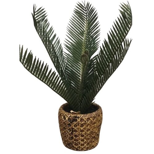 Dekordom cvet u saksiji - CYCAS - N38 Cene