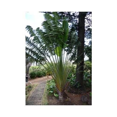 TROPICA Drevo popotnika Slike