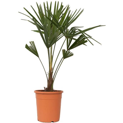 Plant in a Box visoka žumara - 2 kos - trachycarpus fortunei - višina 65-75cm - ⌀21cm, (21757694) Cene