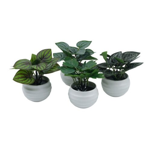 Dekordom Cvet u saksiji suculent fittonia - 10cm - n55 ( 025087 ) Cene