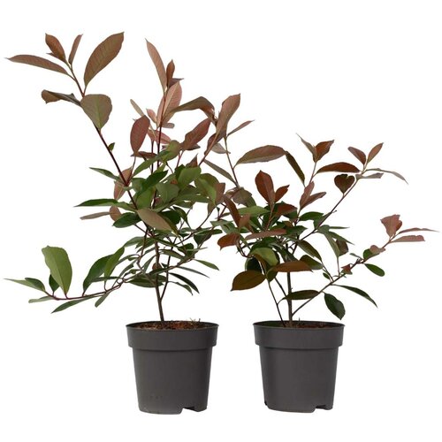 Plant in a Box fotinija - 4 kos - photinia fraseri &amp;#039;red robin&amp;#039; - vi&amp;scaron;ina 30-40cm - ⌀17cm, (21757556) Slike