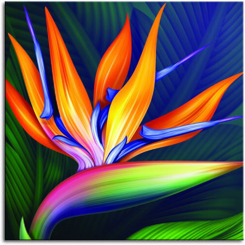 Pintdecor Zidni ukras Strelitzia Cijene