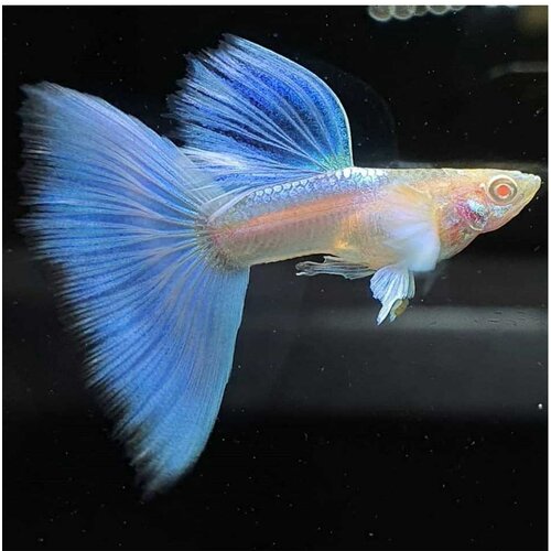 Akvarijum Centar Albino blue sky platinum guppy Cene