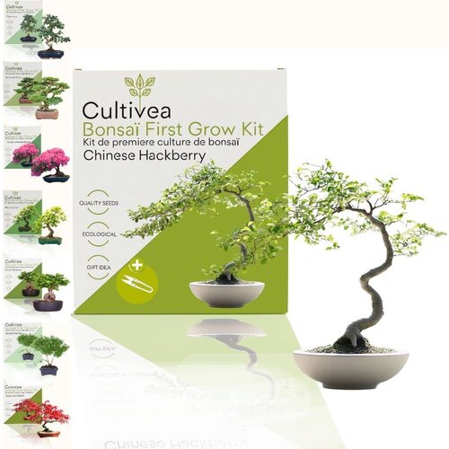  Set za gojenje bonsajev "Hackberry" - 1 set. Cene