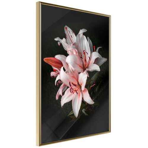  Poster - Pale Pink Lilies 30x45 Slike